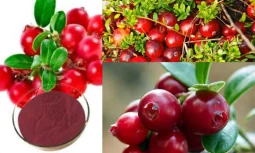 Kızılcık Özü Tedariğinde Güvenilir Üretim ve Kalite Entegrasyonu