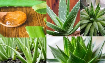 Mucizevi Bitki Aloe Vera