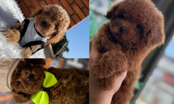 Toy Poodle ile Çocuklu Aileler İçin Yaşam Rehberi