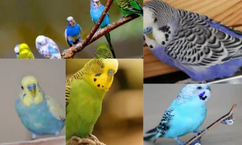 Muhabbet Kuşları İçin Yem Çeşitleri ve Yararları