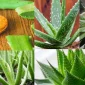 Mucizevi Bitki Aloe Vera