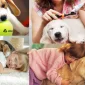 Sadık Dostlarımız için Evde Köpek Bakımı