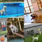 Köpek Oteli Hizmetini Tadın