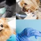 Kedi Aşı Fiyatları Hakkında Dikkat Edilmesi Gerekenler