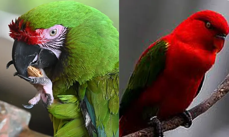 parrot-2-li-1